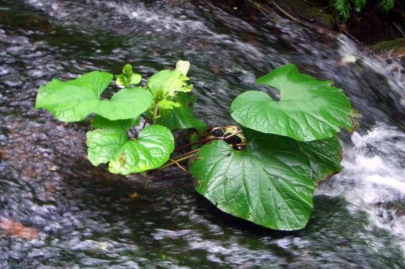 栾川之花