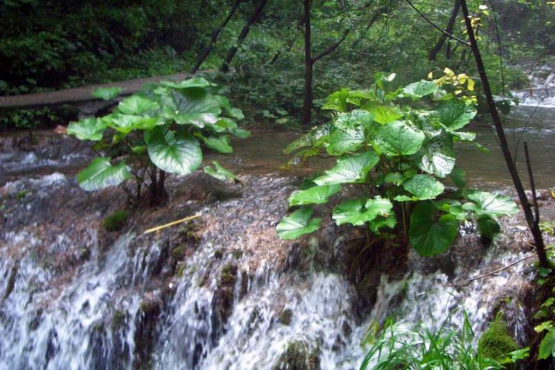 栾川之花