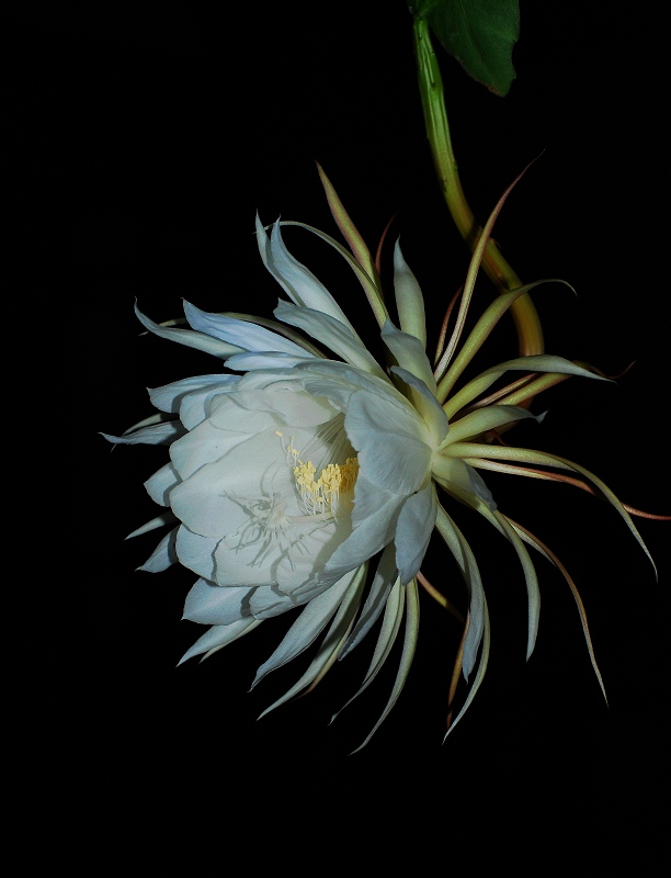 昨夜昙花一现