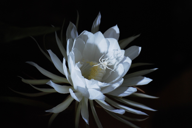 昨夜昙花一现
