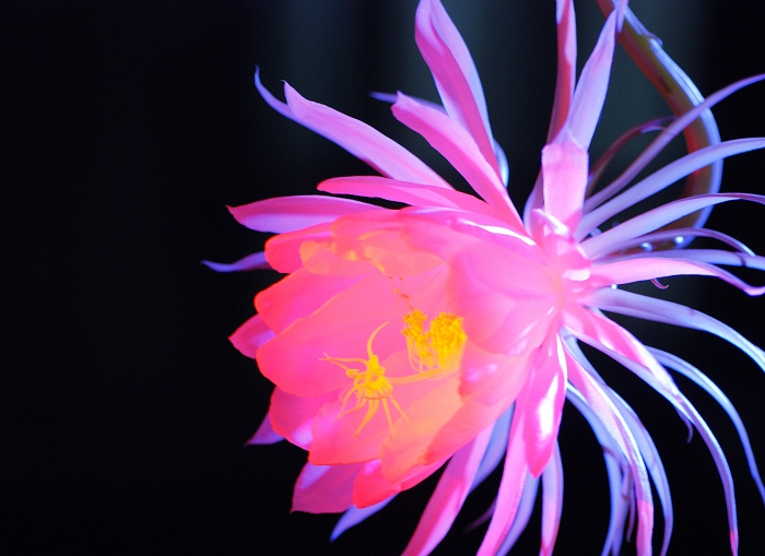 昨夜昙花一现