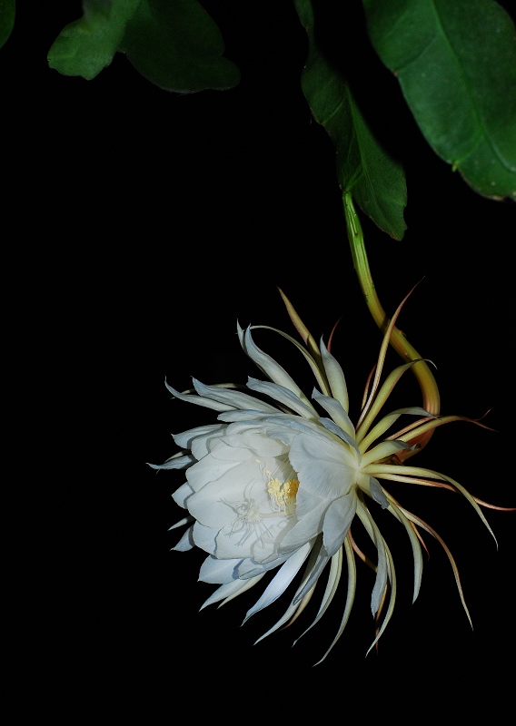 昨夜昙花一现