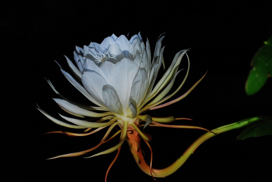 昨夜昙花一现
