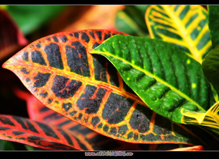 发一组辽河油田拍的花草