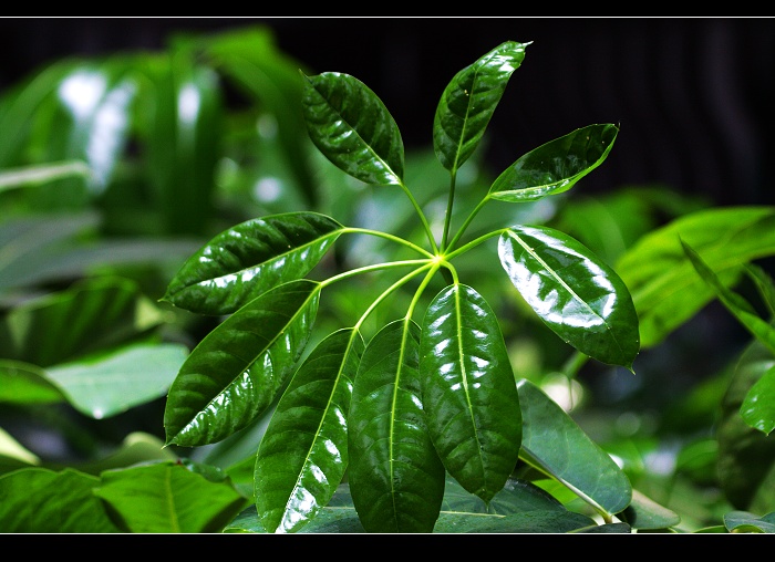 发一组辽河油田拍的花草