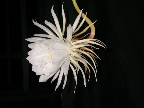夜之精灵