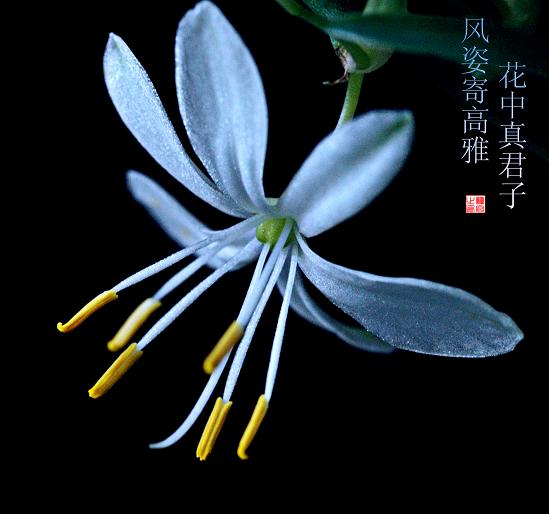 吊兰开花喽