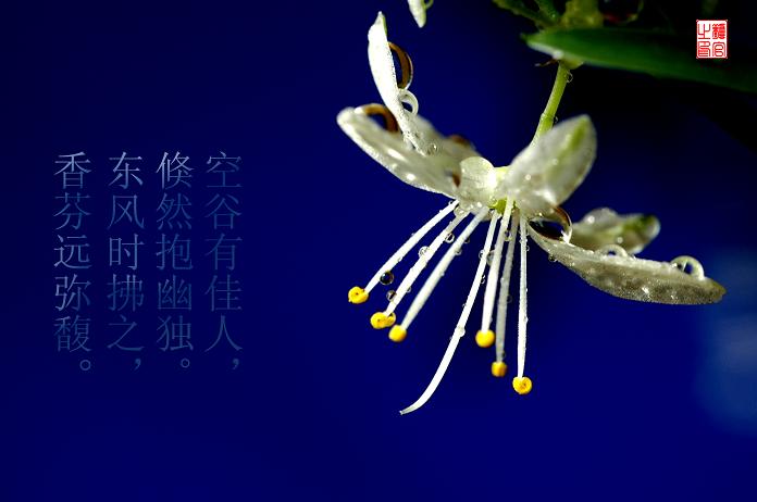 吊兰开花喽