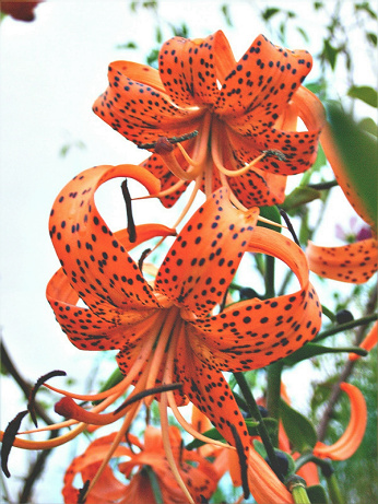 花卉一组