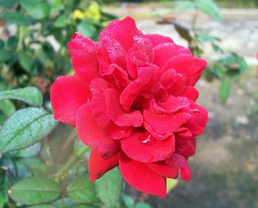 月菊花