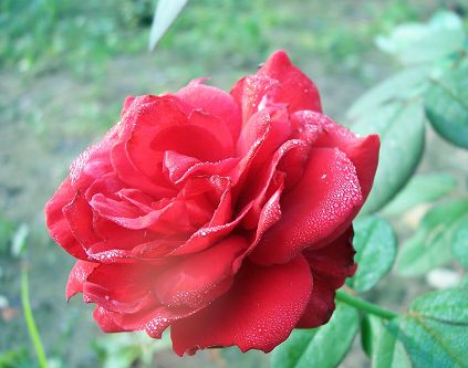 月菊花