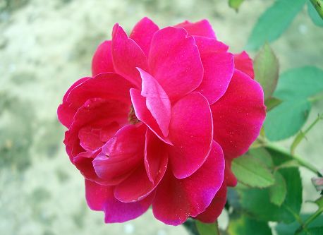 月菊花
