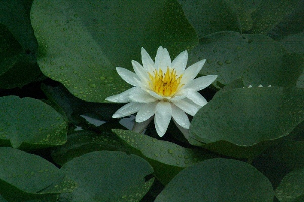 绽放