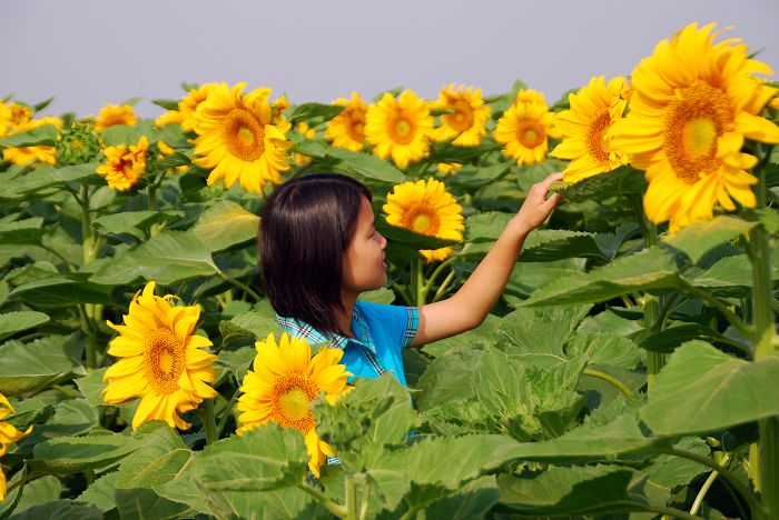 花开的季节