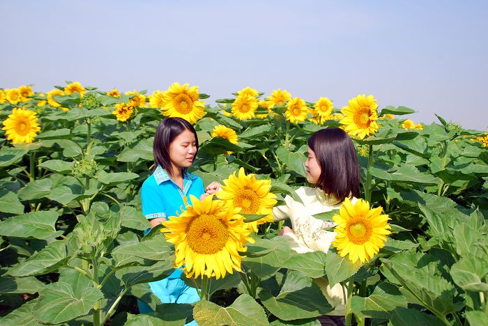 花开的季节