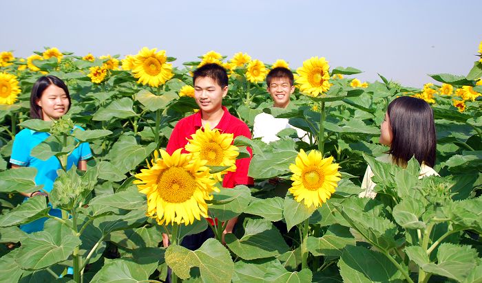 花开的季节