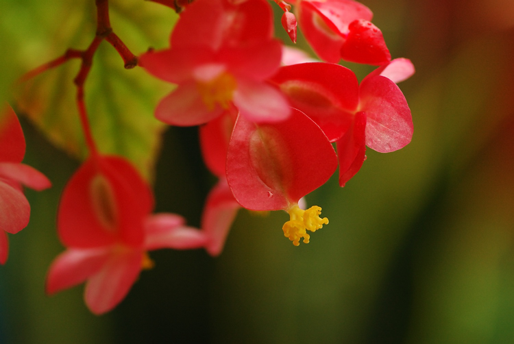 七夕情人节------献花