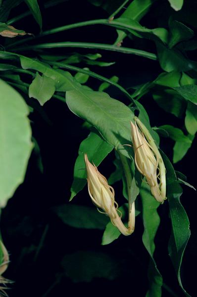 昨夜昙花一现