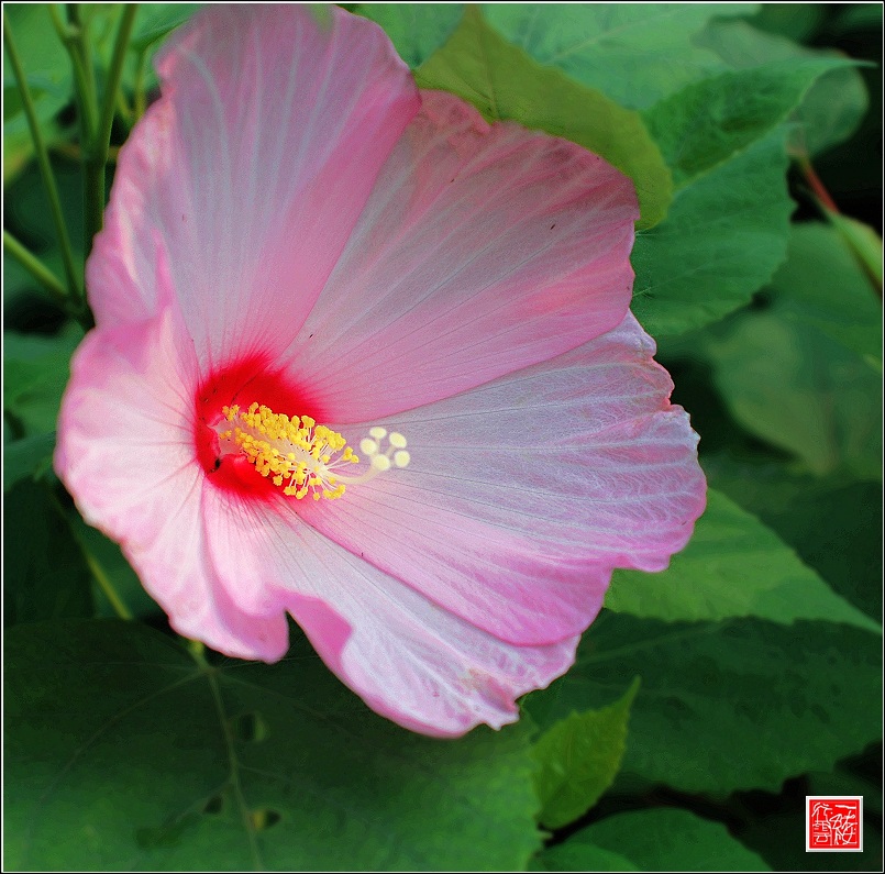 一朵花两朵花三朵花~~~