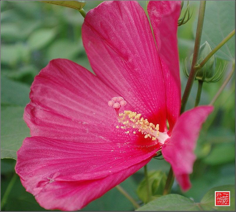 一朵花两朵花三朵花~~~