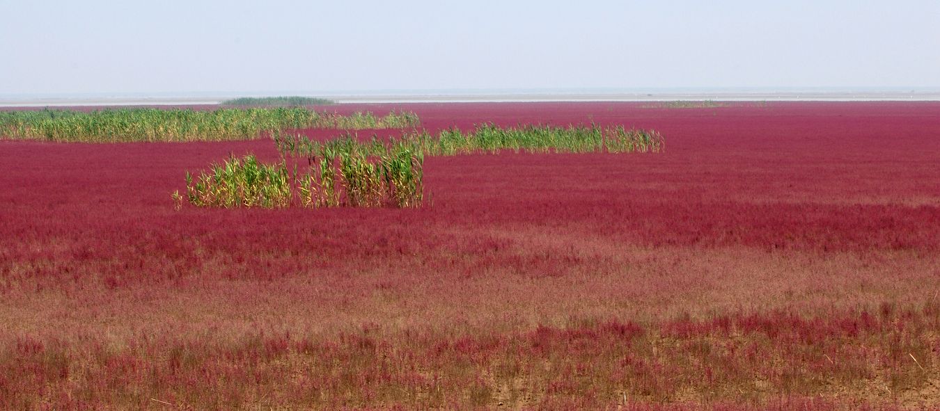 黄河入海口湿地----红地毯