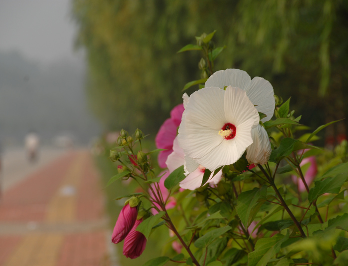 芙蓉花开一组
