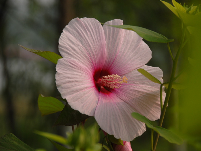 芙蓉花开一组