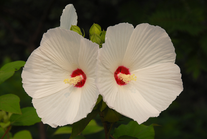 芙蓉花开一组