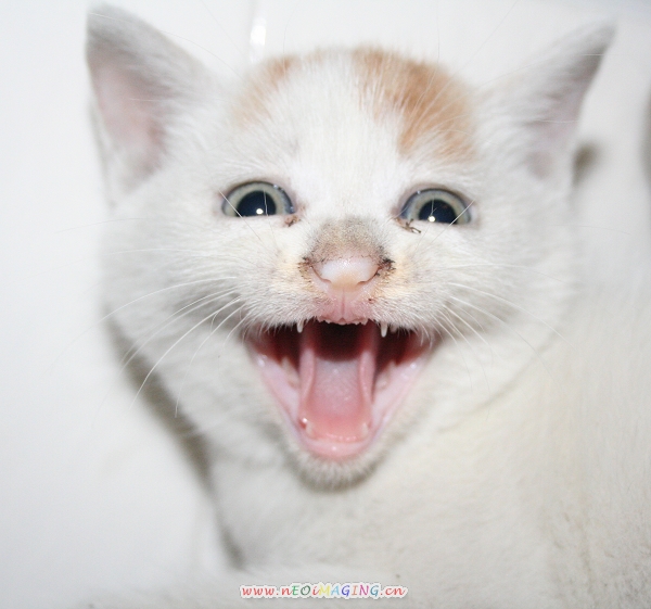 意外的发现---地下室的小猫