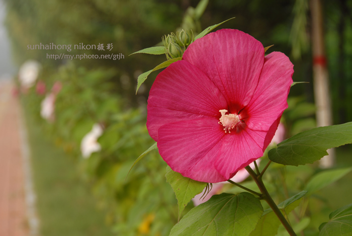 芙蓉花开