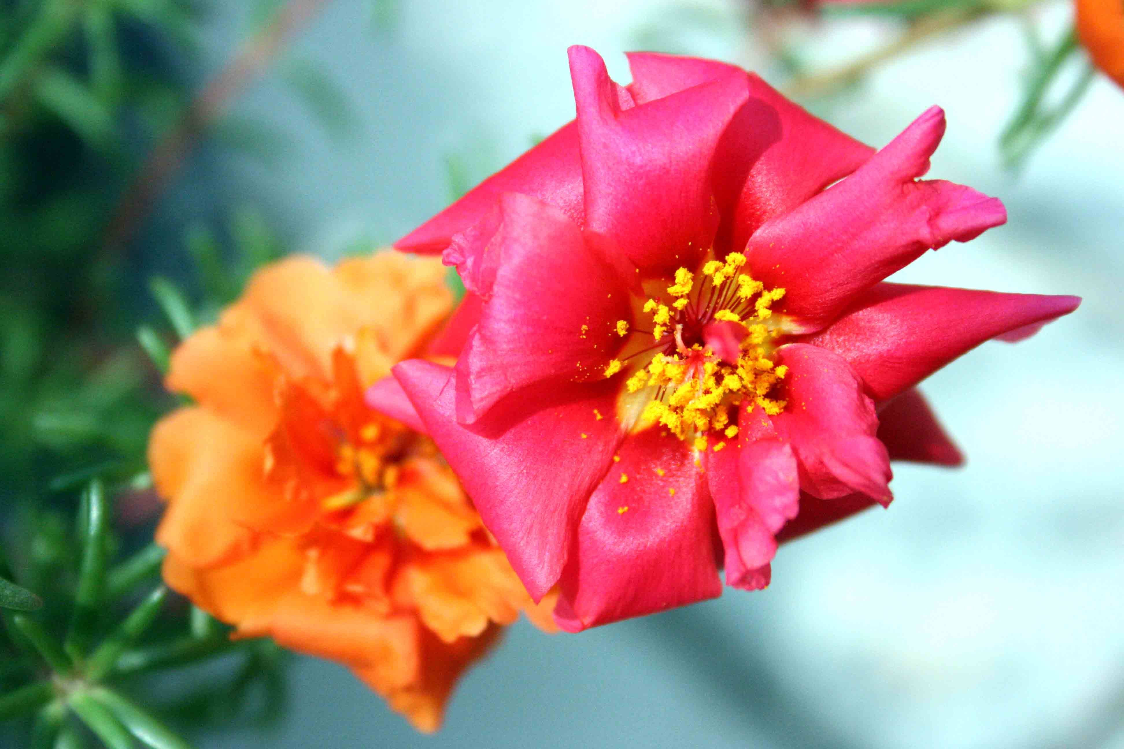 太阳花