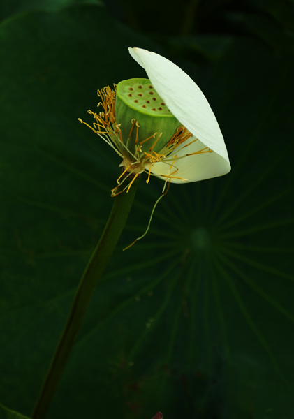 也拍荷花------练习