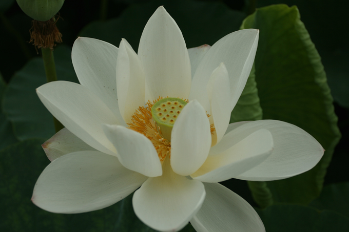 也拍荷花------练习