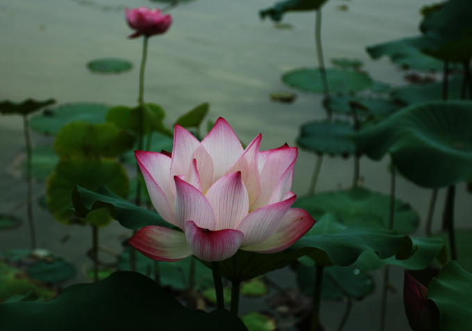 也拍荷花------练习