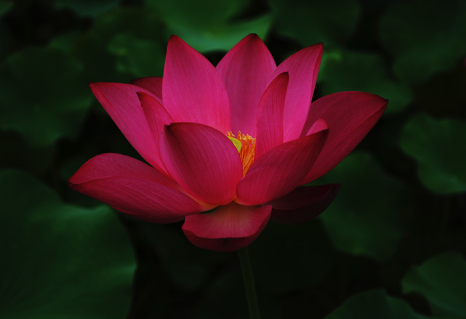 也拍荷花------练习