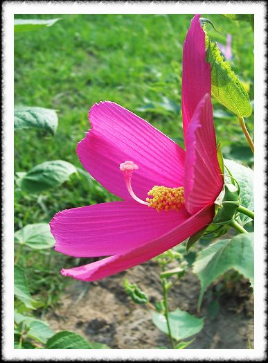 小花比美