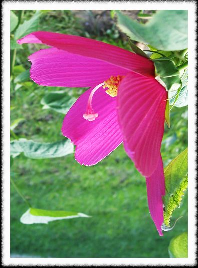 小花比美
