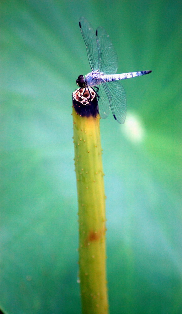 蜻蜓一组