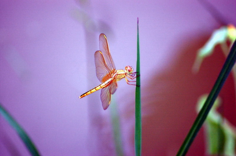 蜻蜓一组