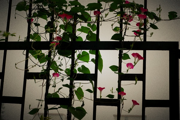 开“心”的花
