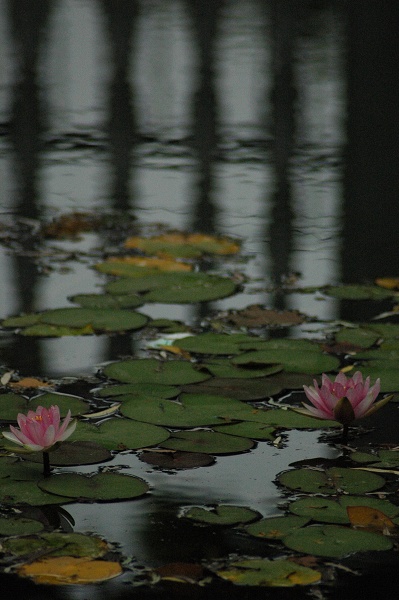 尼康70-300mmf/4~f/5.6D试贴