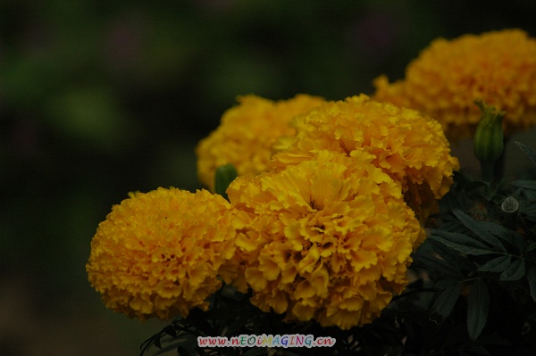 尼康70-300mmf/4~f/5.6D试贴