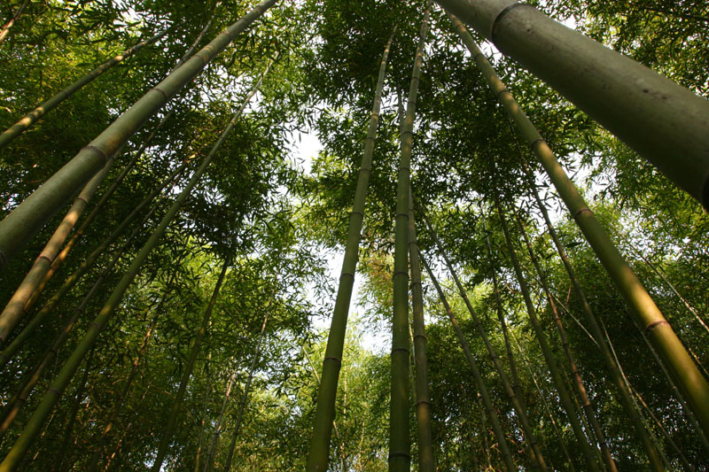 洛阳重渡沟------翠竹