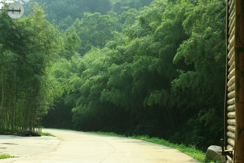 洛阳重渡沟------翠竹