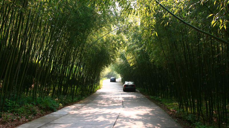 洛阳重渡沟------翠竹