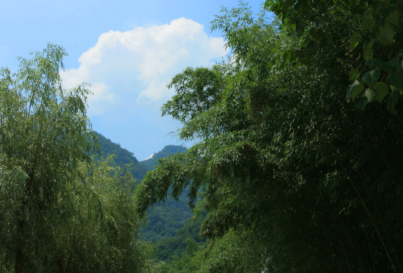 洛阳重渡沟------翠竹