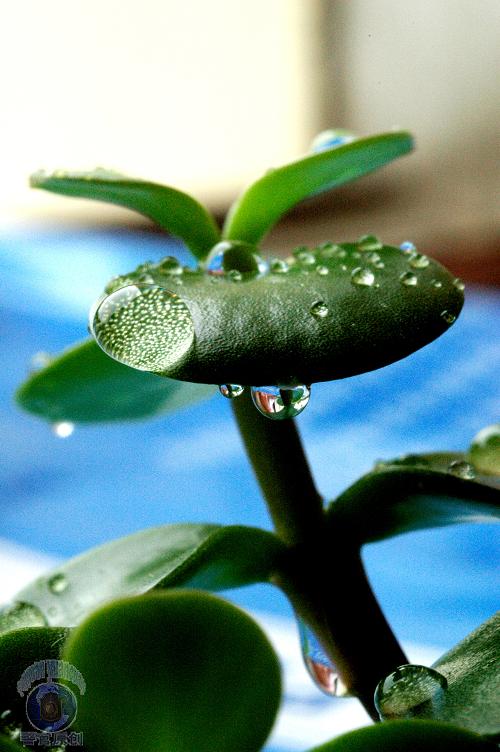 水珠一组