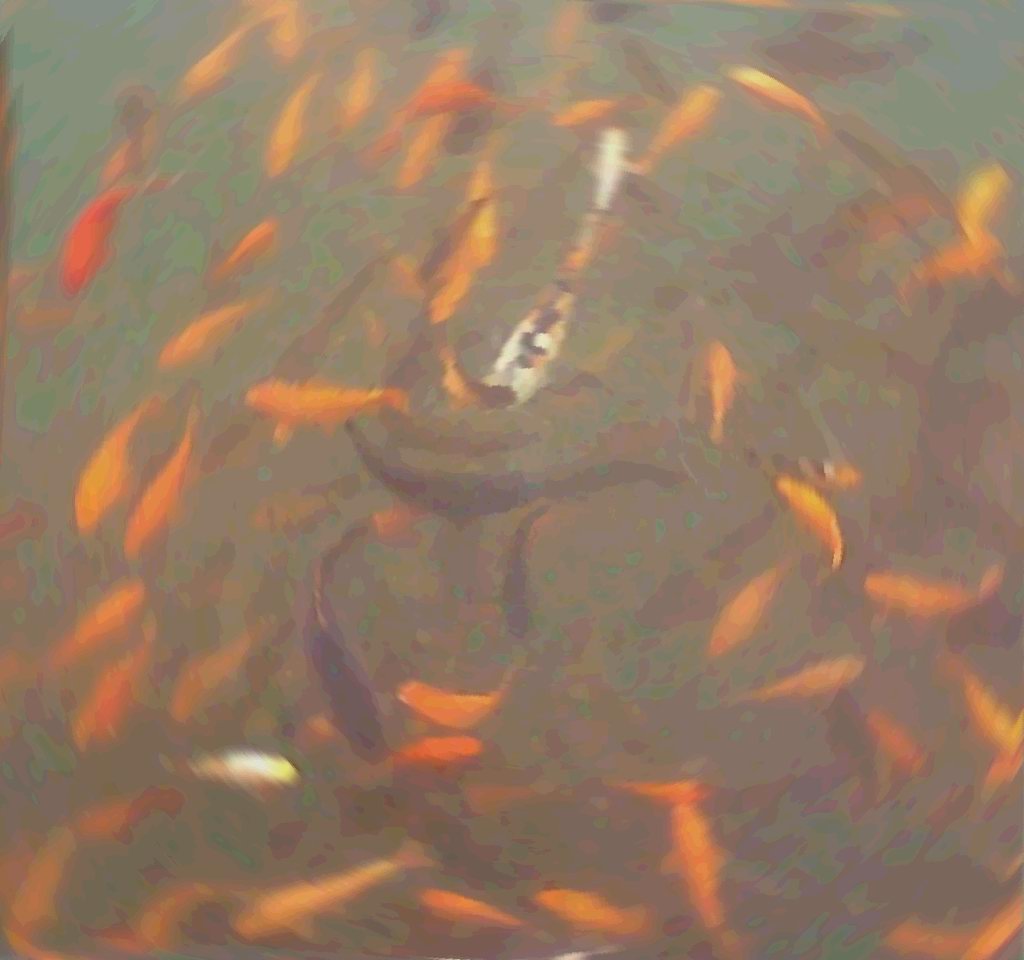 锦鳞