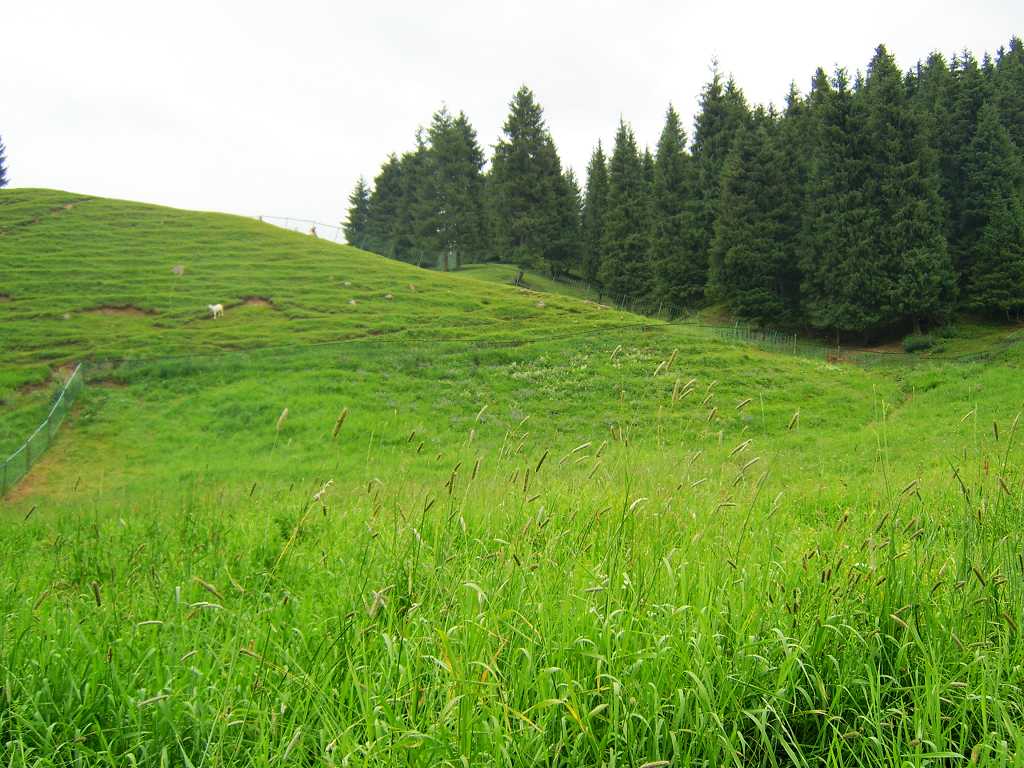 南山牧场