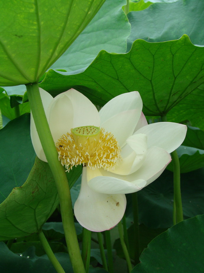 采荷